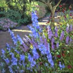 blueflowers.jpg