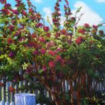 Full Bloom at the Gate